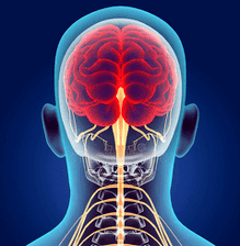 Cervical neural tube diagram