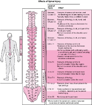 In vivo diseases related to damage to different parts of the spine
